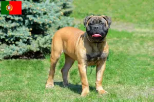 Lee más sobre el artículo Criadores y cachorros de Bullmastiff en Portugal