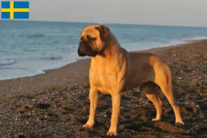 Lee más sobre el artículo Criadores y cachorros de Bullmastiff en Suecia