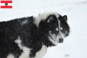 Lee más sobre el artículo Criador de perros esquimales canadienses y cachorros en Austria