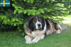 Lee más sobre el artículo Pastor del Cáucaso Criador y Cachorros en Suecia