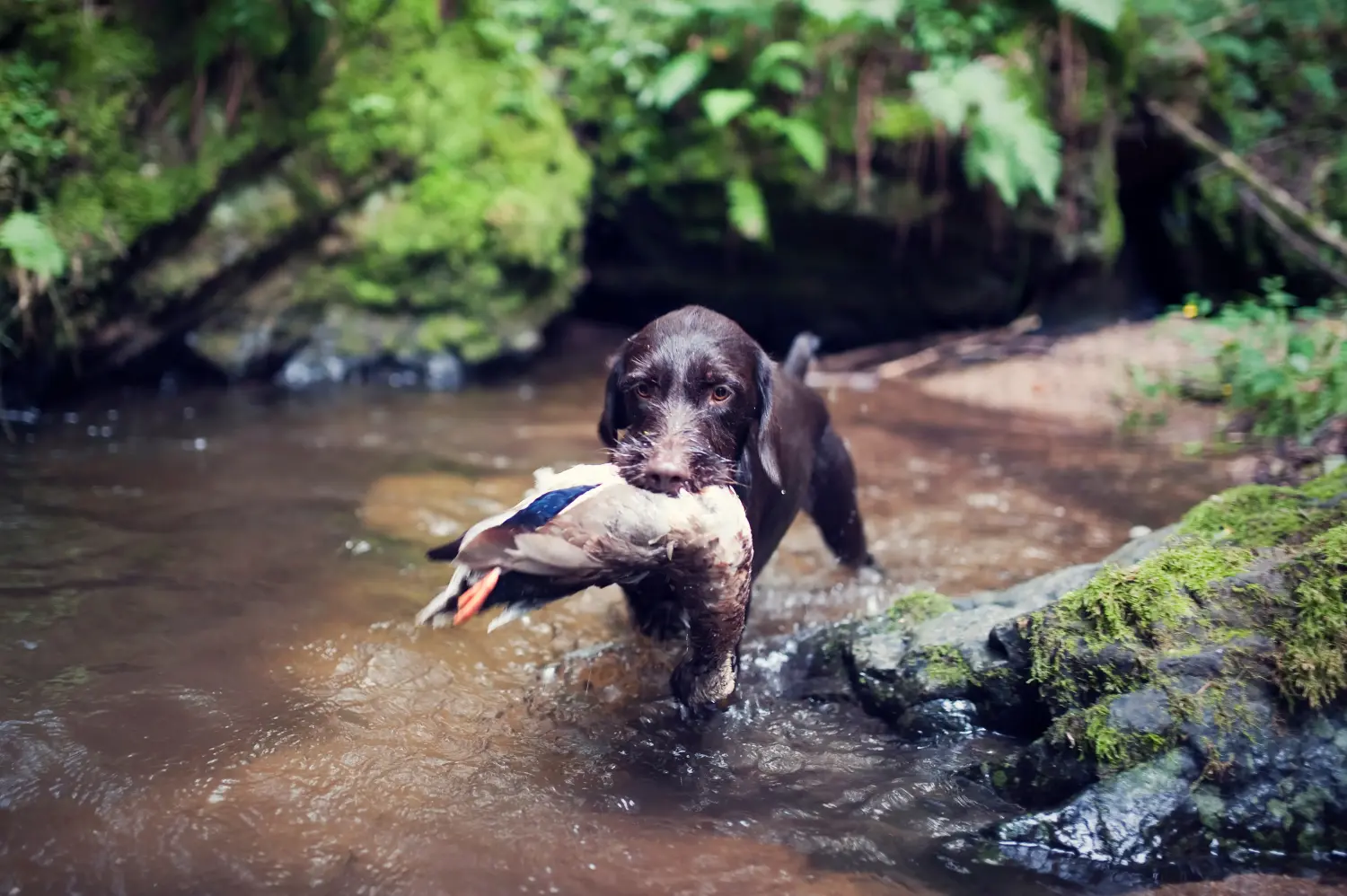 Comprar un cachorro de Český fousek significa asumir responsabilidades. Comprar cachorros Český fousek.