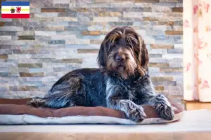 Lee más sobre el artículo Criadores y cachorros de Český fousek en Mecklemburgo-Pomerania Occidental