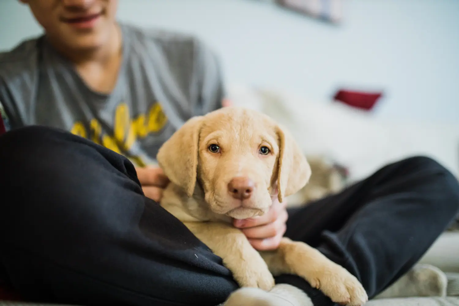Comprar un cachorro de Chesapeake Bay Retriever significa asumir responsabilidades. Comprar cachorros de Chesapeake Bay Retriever.