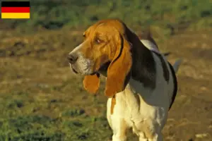 Lee más sobre el artículo Criadores y cachorros de Chien d’Artois en Alemania