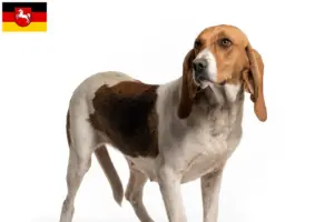 Lee más sobre el artículo Criadores y cachorros de Chien d’Artois en Baja Sajonia