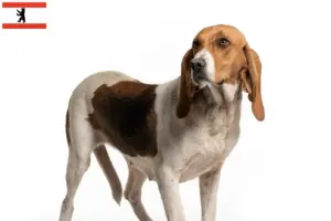 Lee más sobre el artículo Criadores y cachorros de Chien d’Artois en Berlín