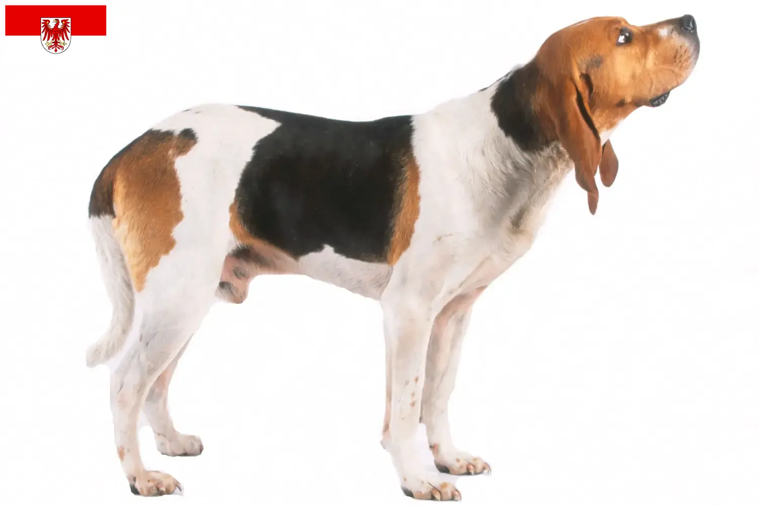 Lee más sobre el artículo Criadores de Chien d’Artois y cachorros en Brandenburgo