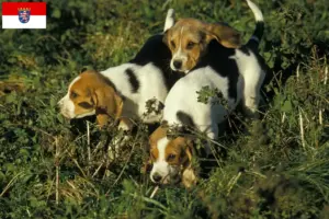 Lee más sobre el artículo Criadores de Chien d’Artois y cachorros en Hessen