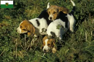 Lee más sobre el artículo Criadores y cachorros de Chien d’Artois en Sajonia