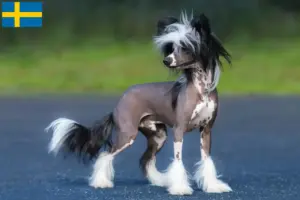 Lee más sobre el artículo Criadores de Perro Crestado Chino y cachorros en Suecia