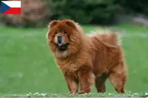 Lee más sobre el artículo Criadores de Chow-Chow y cachorros en la República Checa