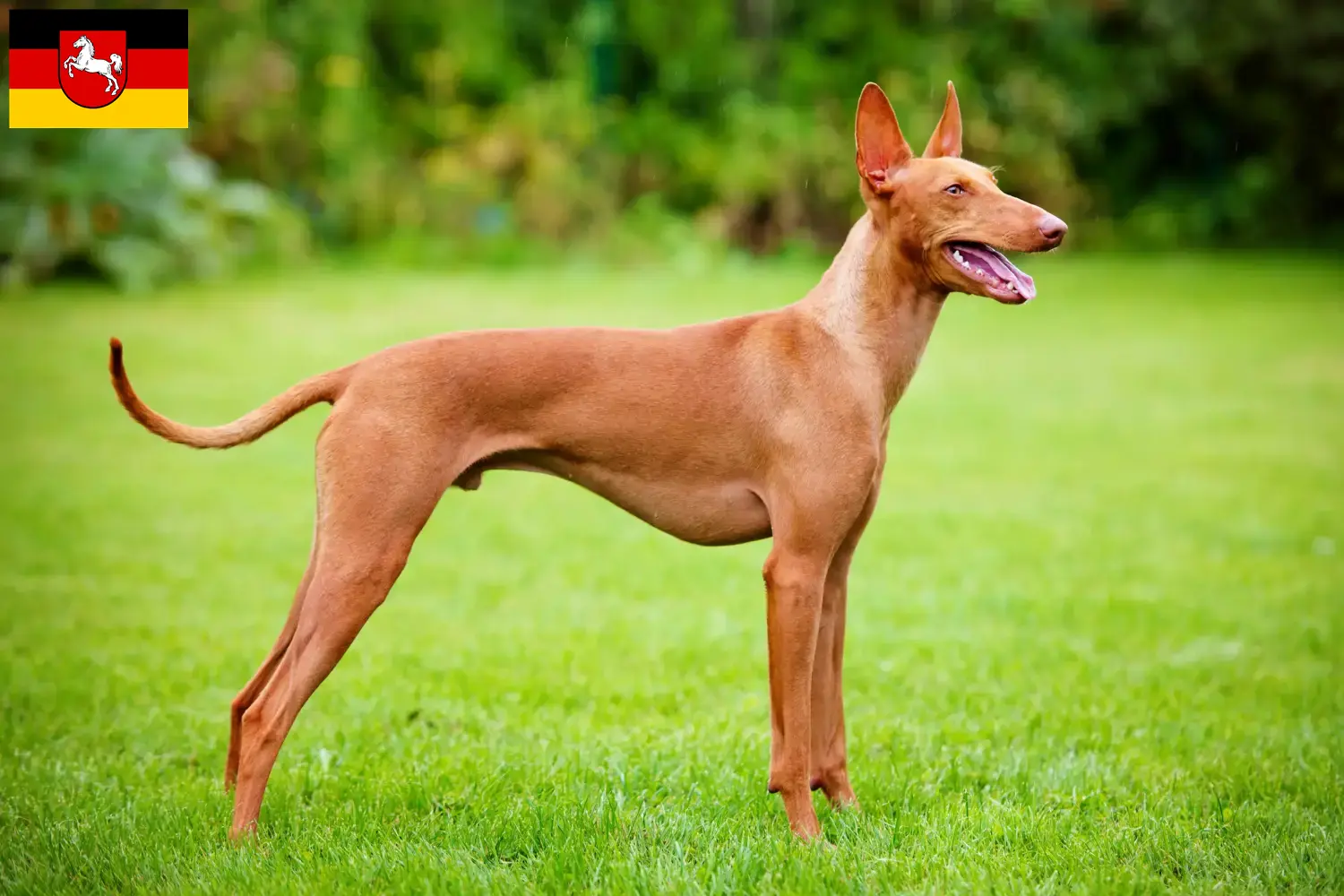 Lee más sobre el artículo Criadores y cachorros de Cirneco dell’ Etna en Baja Sajonia