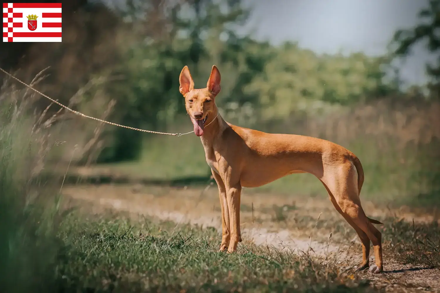 Lee más sobre el artículo Cirneco dell’ Etna criadores y cachorros en Bremen