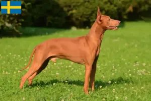 Lee más sobre el artículo Cirneco dell’ Etna criadores y cachorros en Suecia