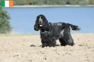 Lee más sobre el artículo Criadores de Cocker Spaniel Inglés y cachorros en Irlanda