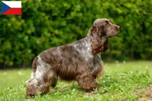 Lee más sobre el artículo Criadores de Cocker Spaniel Inglés y cachorros en la República Checa