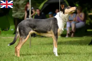 Lee más sobre el artículo Criadores de Collie y cachorros en Gran Bretaña