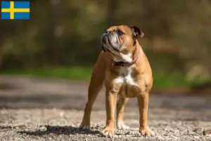 Lee más sobre el artículo Criadores de Bulldog Continental y cachorros en Suecia