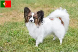 Lee más sobre el artículo Continental Dwarf Spaniel Criador y Cachorros en Portugal