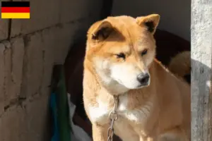 Lee más sobre el artículo Corea Jindo Dog criadores y cachorros en Alemania