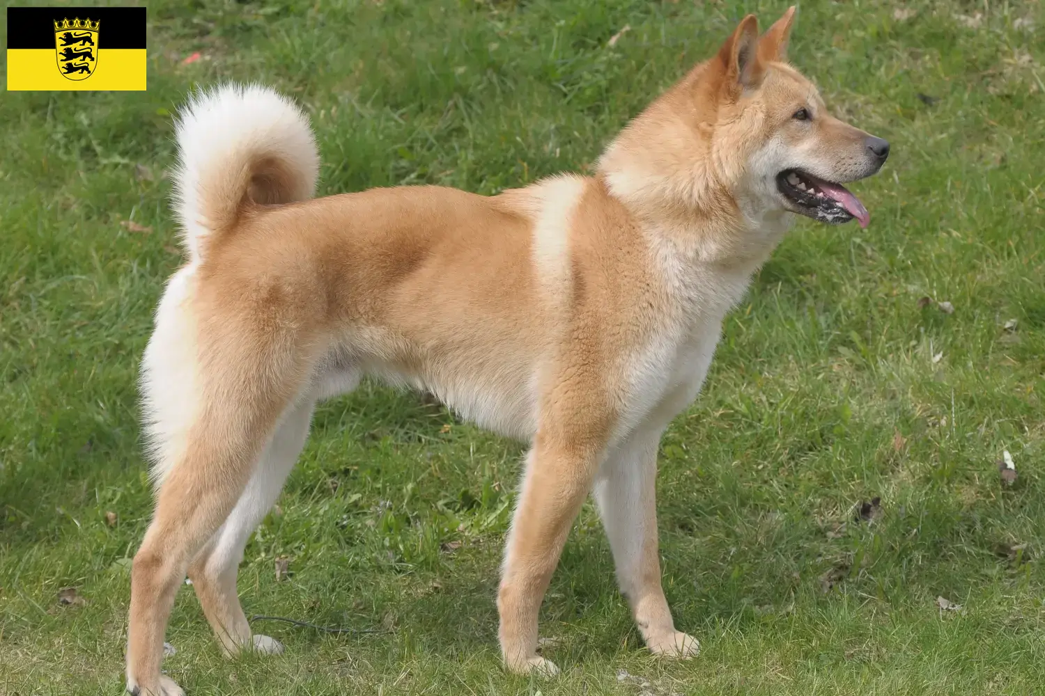 Corea Jindo Perros cachorros y criadores Baden-Württemberg Aquí puedes encontrar criadores de Korea Jindo Dogs en Baden-Wurtemberg.