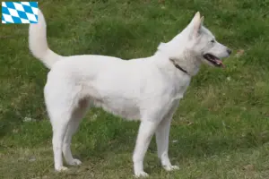 Lee más sobre el artículo Corea Jindo Criadores de perros y cachorros en Baviera