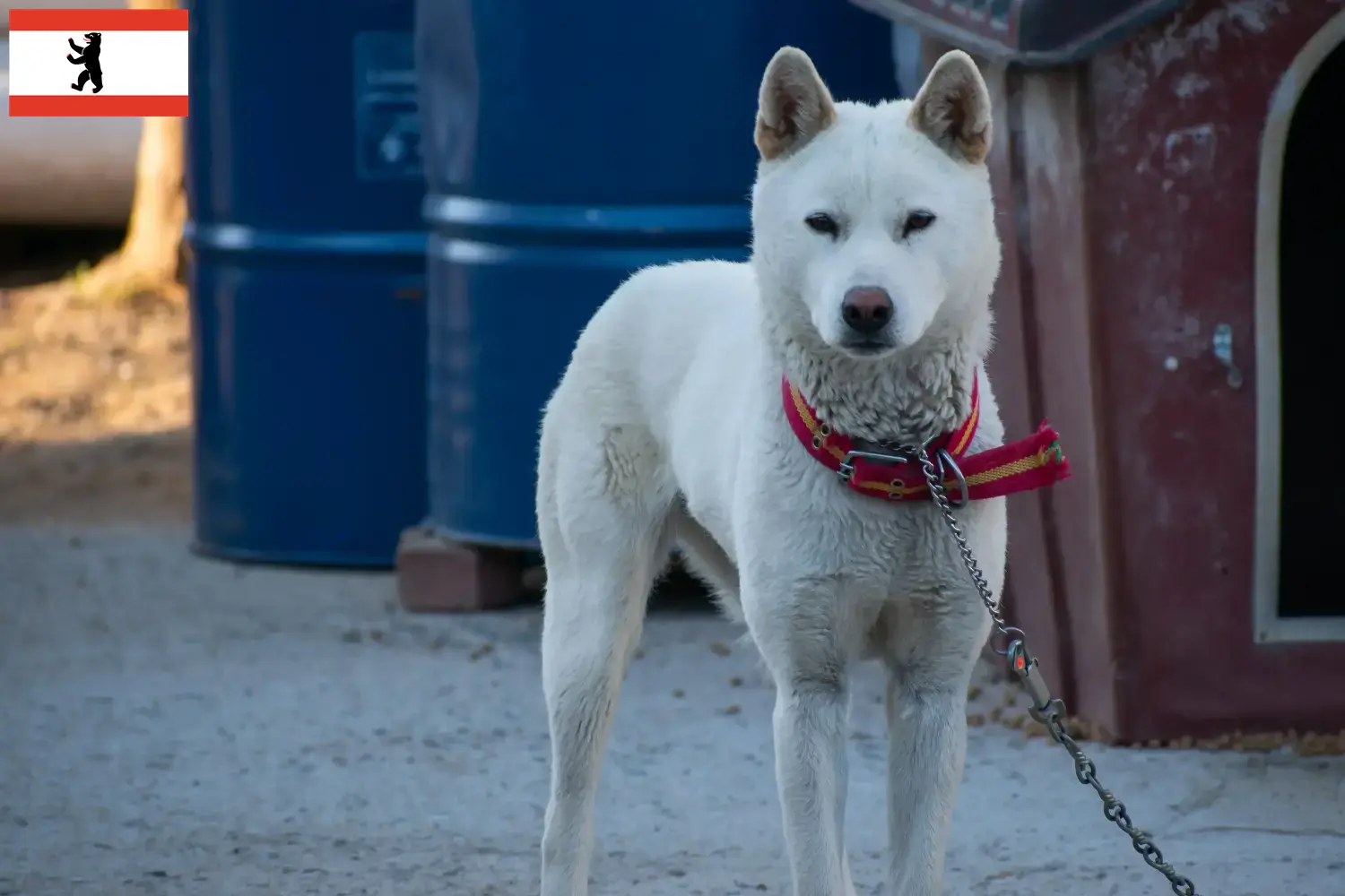 Lee más sobre el artículo Corea Jindo Criadores de perros y cachorros en Berlín