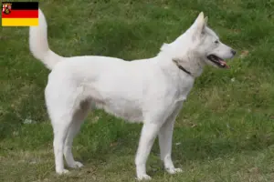 Lee más sobre el artículo Corea Jindo Criadores de perros y cachorros en Renania-Palatinado