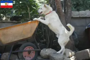 Lee más sobre el artículo Corea Jindo Criadores de perros y cachorros en Schleswig-Holstein
