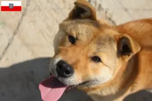 Lee más sobre el artículo Corea Jindo Criadores de perros y cachorros en Turingia