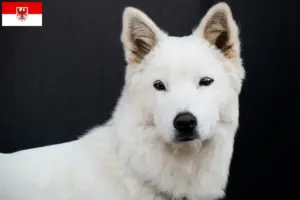 Lee más sobre el artículo Corea Jindo Criadores de perros y cachorros en Brandenburgo