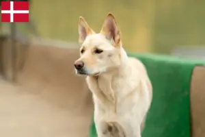 Lee más sobre el artículo Corea Jindo Criadores de perros y cachorros en Dinamarca