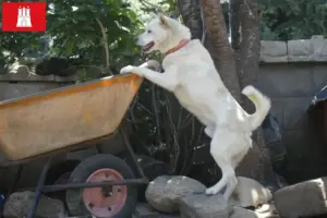 Lee más sobre el artículo Corea Jindo Criadores de perros y cachorros en Hamburgo