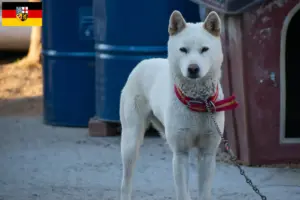 Lee más sobre el artículo Corea Jindo Criadores de perros y cachorros en Sarre