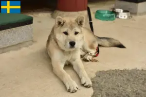 Lee más sobre el artículo Corea Jindo Dog criadores y cachorros en Suecia