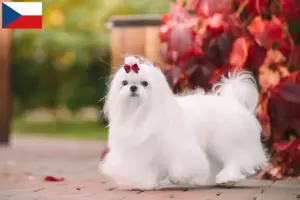 Lee más sobre el artículo Criadores y cachorros de maltés en la República Checa