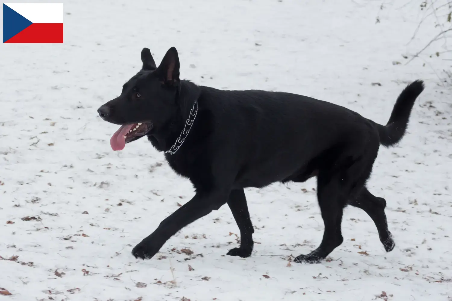 Cachorros de pastor de Europa del Este y criador República Checa Aquí puede encontrar criadores de perros de pastor de Europa del Este en la República Checa.