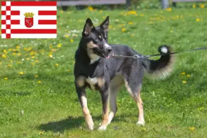 Lee más sobre el artículo Criador de renos lapones y cachorros en Bremen