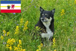 Lee más sobre el artículo Criador de renos lapones y cachorros en Mecklemburgo-Pomerania Occidental
