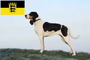 Lee más sobre el artículo Criadores de sabuesos suizos y cachorros en Baden-Wurtemberg