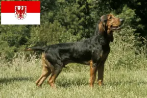 Lee más sobre el artículo Criadores de sabuesos suizos y cachorros en Brandemburgo