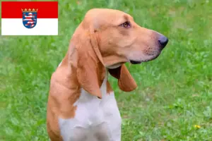 Lee más sobre el artículo Criadores de sabuesos suizos y cachorros en Hesse