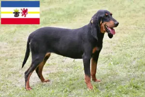 Lee más sobre el artículo Criadores de sabuesos suizos y cachorros en Mecklemburgo-Pomerania Occidental
