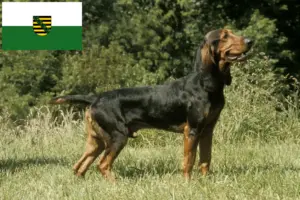 Lee más sobre el artículo Criadores de sabuesos suizos y cachorros en Sajonia