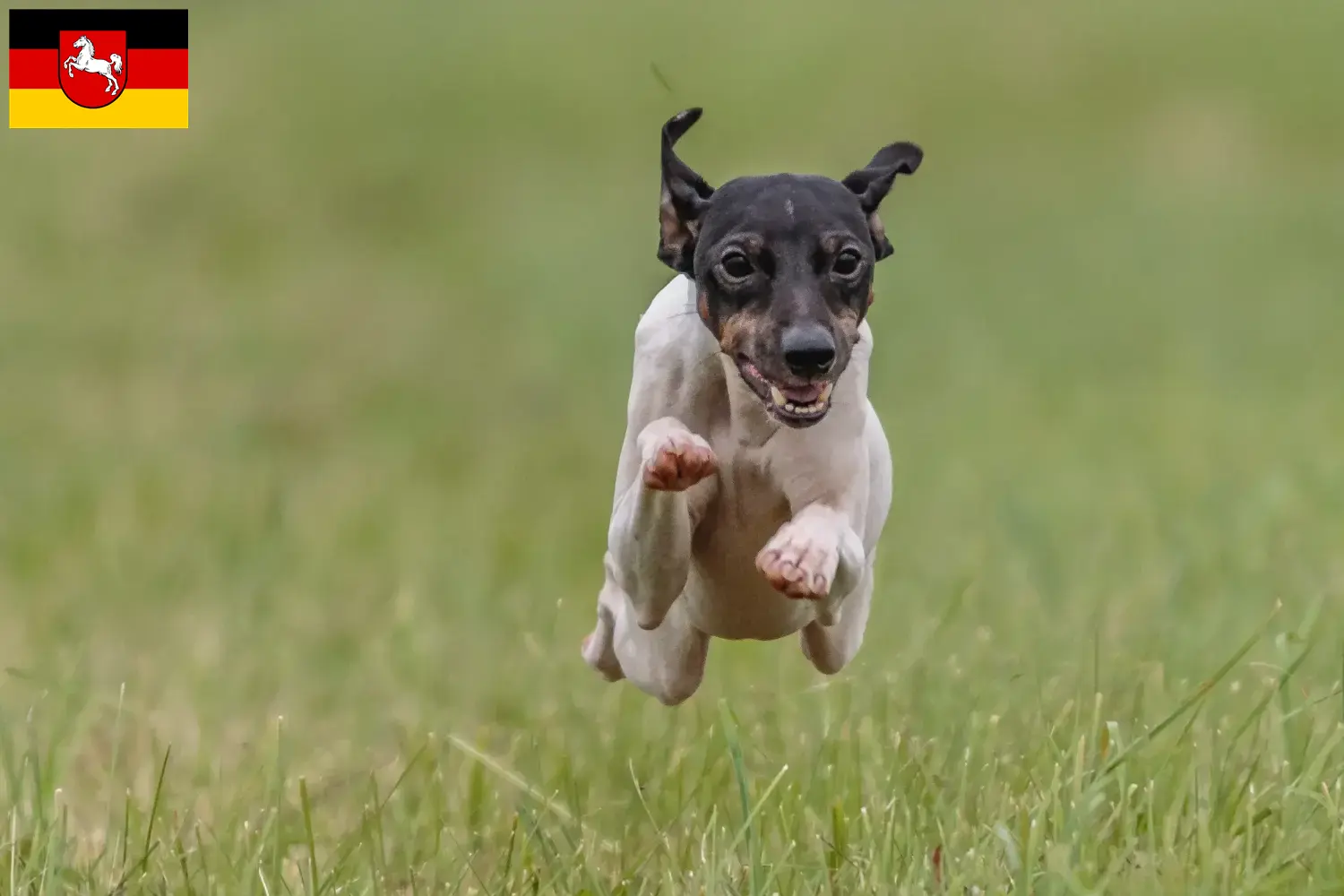 Cachorros de Terrier japonés y criador Baja Sajonia Encuentra aquí criadores de Terrier Japonés en Baja Sajonia.