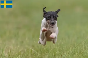 Lee más sobre el artículo Criadores y cachorros de Terrier japonés en Suecia