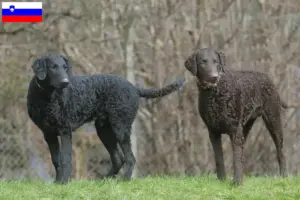 Lee más sobre el artículo Criadores de Curly Coated Retriever y cachorros en Eslovenia