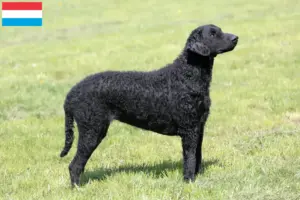 Lee más sobre el artículo Criadores y cachorros de Curly Coated Retriever en Luxemburgo
