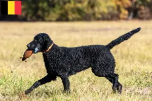 Lee más sobre el artículo Criadores de Curly Coated Retriever y cachorros en Bélgica