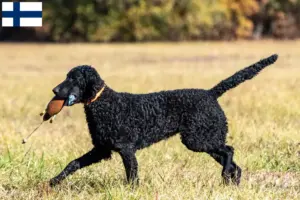 Lee más sobre el artículo Criadores y cachorros de Curly Coated Retriever en Finlandia
